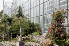 806557 Afbeelding van enkele planten bij een kas in de Botanische Tuinen van de Universiteit Utrecht in het Fort ...